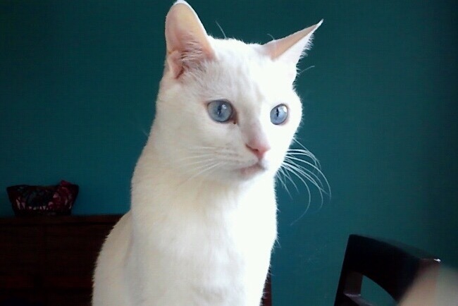 白猫ブルーアイということ いぬふぇれ Neo サイトハウンドと猫のいる暮らし